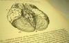 Photograph of the book's page about the encephalon