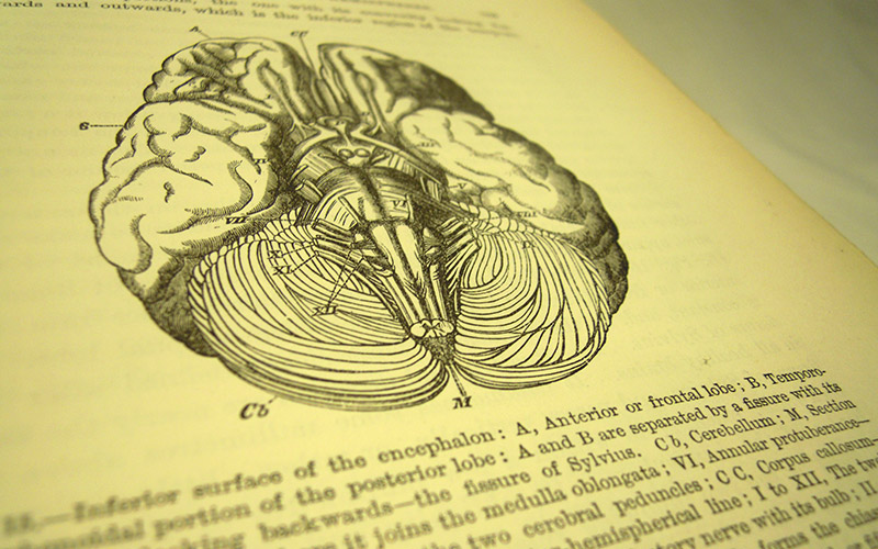 Photograph of the book's page about the encephalon