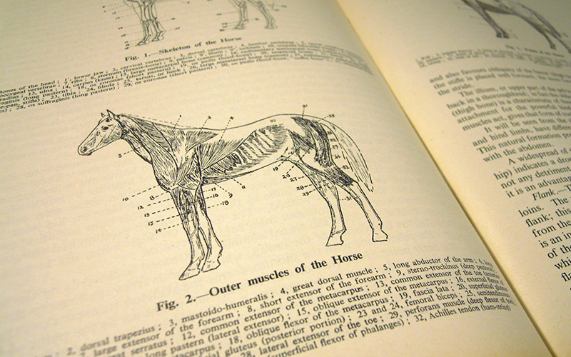 Photograph of one the Book Of The Horse book's illustration